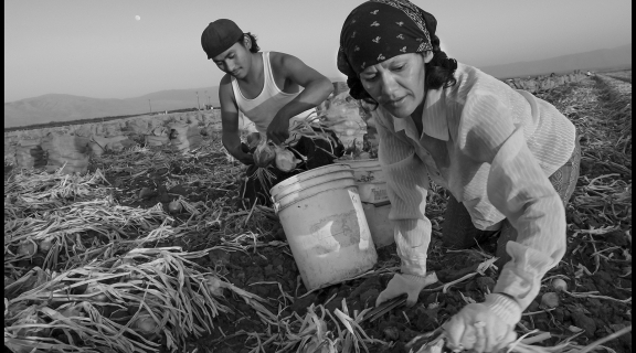 A brown-skinned man and woman bend down in a field pulling onions and placing them in white plastic buckets in a 
